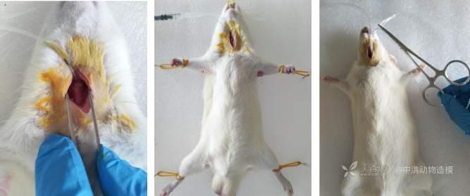 大鼠海水淹溺模型标准操作