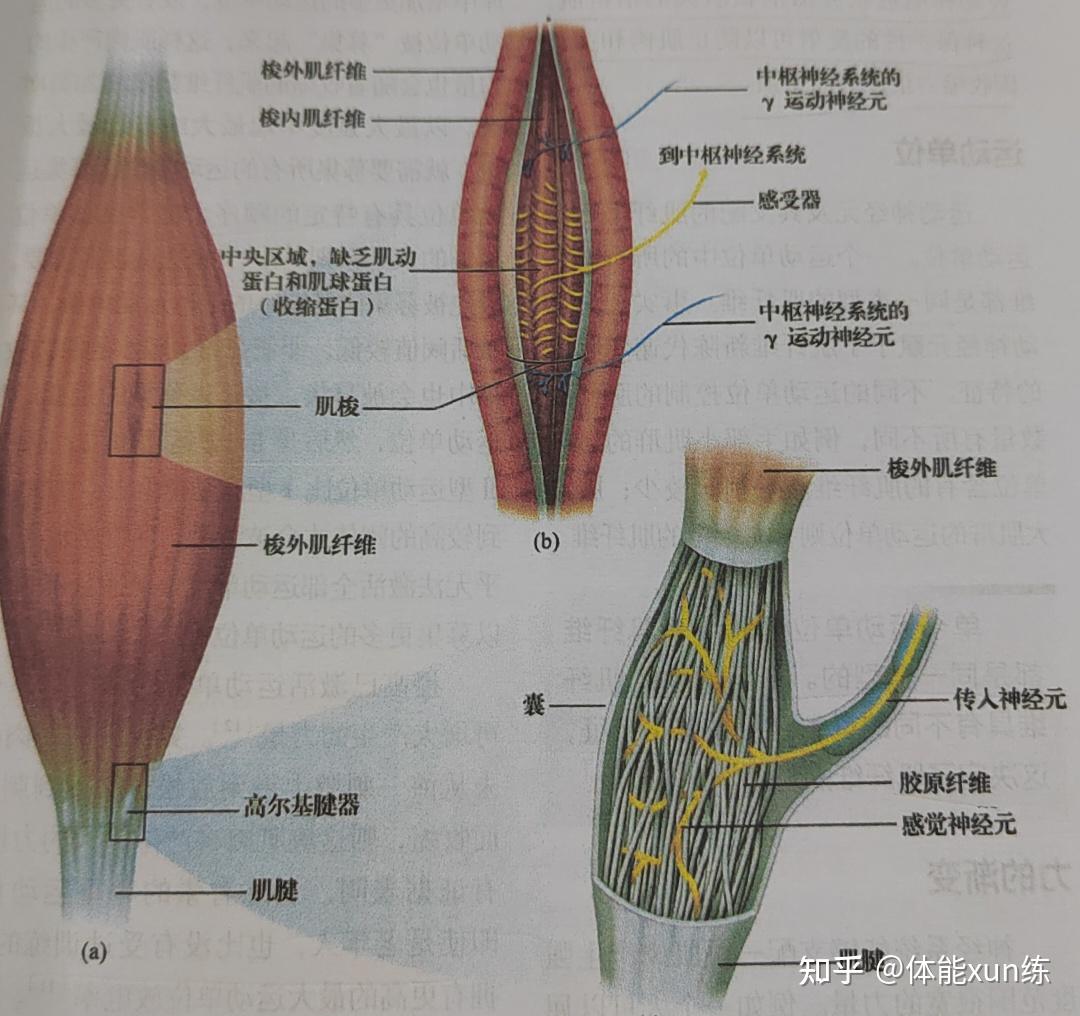 关于运动的神经系统 - 知乎