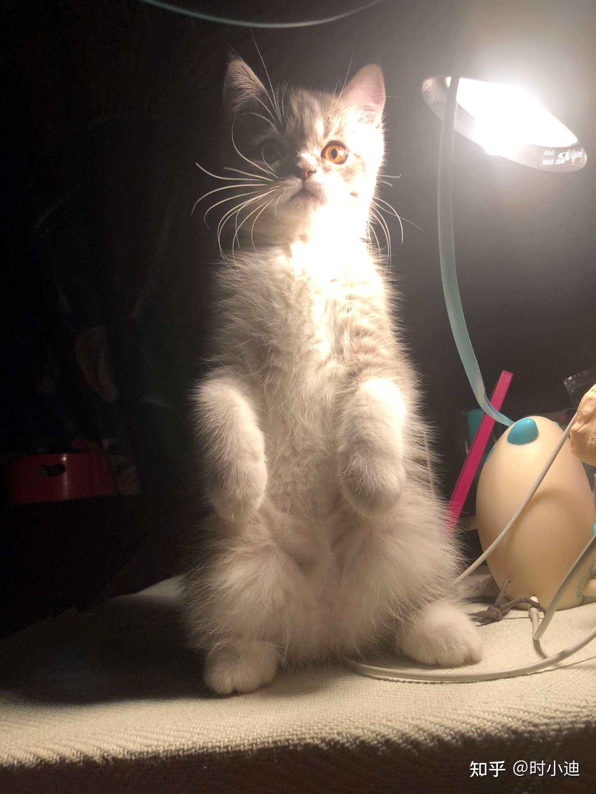 猫咪站起来后胸骨这样正常吗