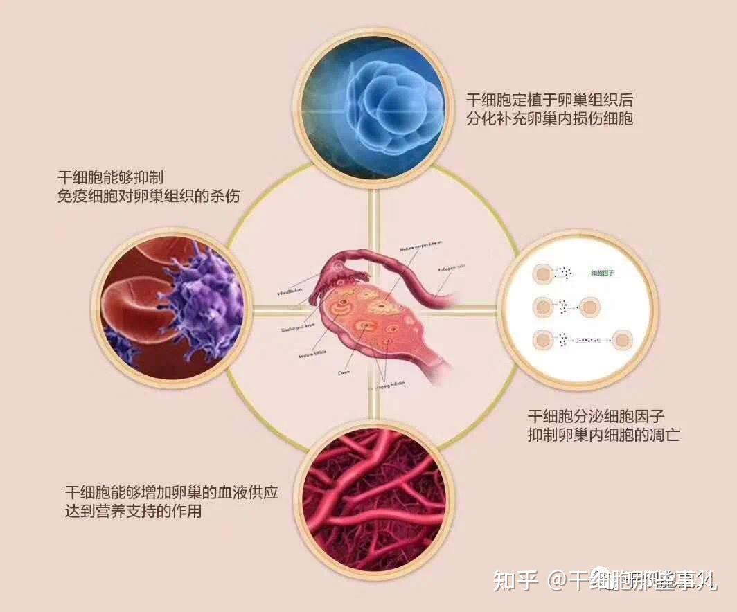 一張圖看懂女性賀爾蒙變化. 排卵、子宮內膜週期、卵巢激素之週期性變化與作用 | by Warmie | Medium