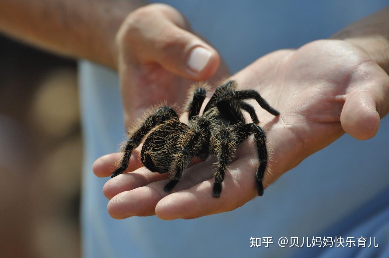 宝宝被蜘蛛爬了的图片图片