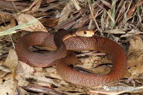 scutellatus属: 太攀蛇属oxyuranus科: 眼镜蛇科 elapidae目: 有鳞目