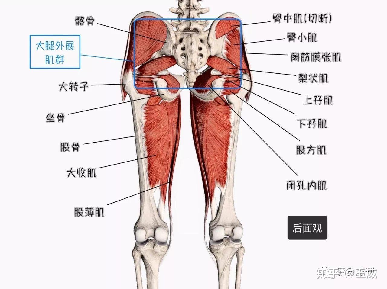 这里不做详细介绍,主要指臀大肌,臀中肌,臀小肌还有阔肌膜张肌.