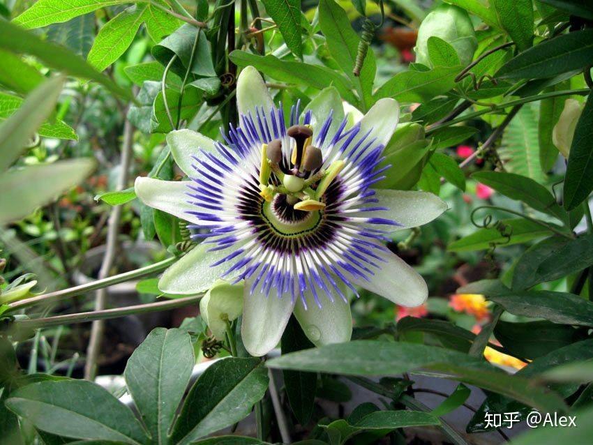 flower extract南太平洋岛国的居民喜欢用卡瓦胡椒的根茎制作能放松