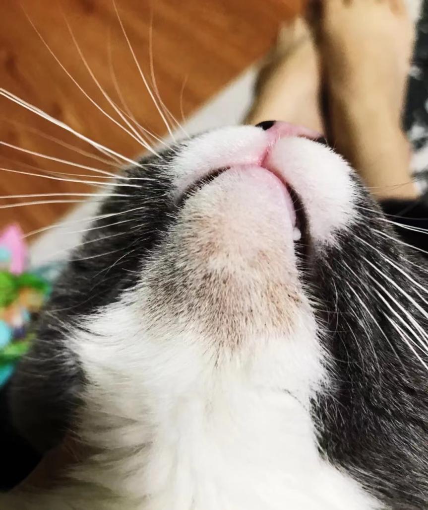 猫咪颜值管理之猫咪黑下巴如何正确处理