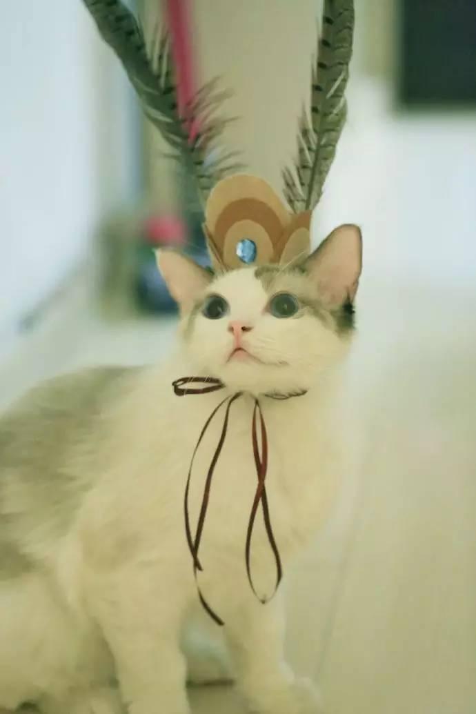 一只猫扛着金箍棒图片