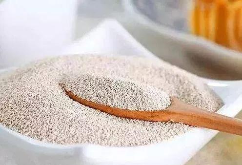 微生物小知识：酿酒酵母详细介绍 - 知乎