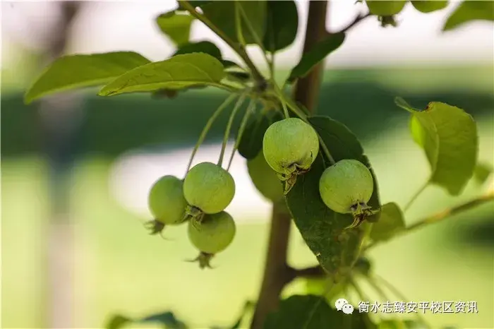 一树海棠红透果,忆得春时香雾蒙《海棠》桃花四散飞,桃子压枝垂《桃子
