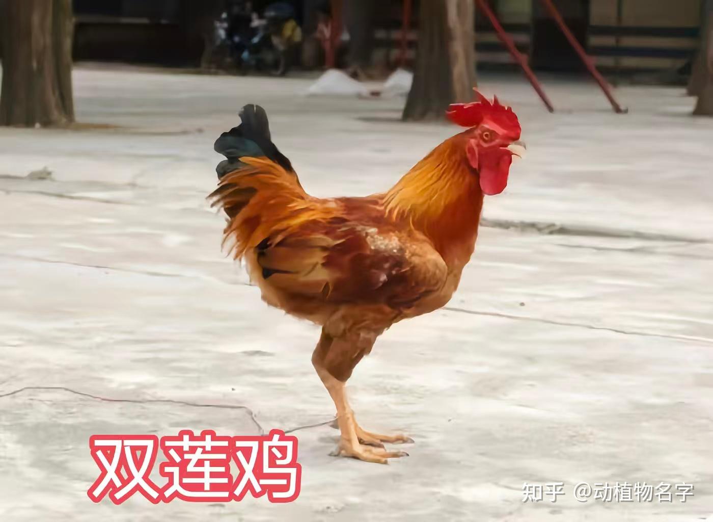 98图带你走进家鸡的世界,家鸡大全第二篇 - 知乎