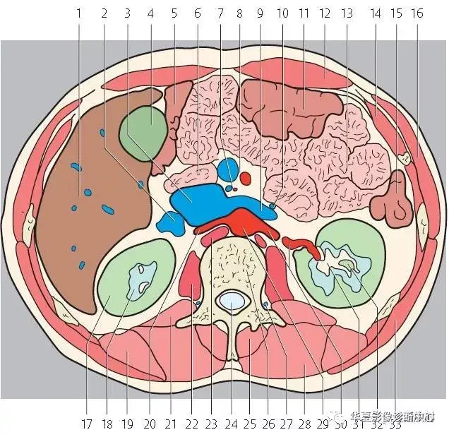 腹部ct基础读片36张