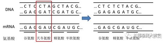 错义突变,同义突变,移码突变,终止密码突变,以及非移码的插入缺失突变