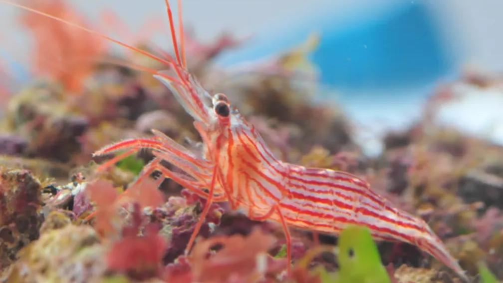 推荐角蝾螺角蝾螺除藻的牛眼螺有好几种,珊瑚缸应该选择