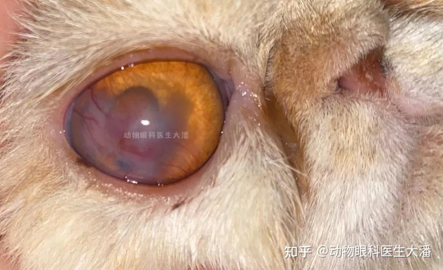 猫咪眼睛穿孔角膜穿孔保守治疗