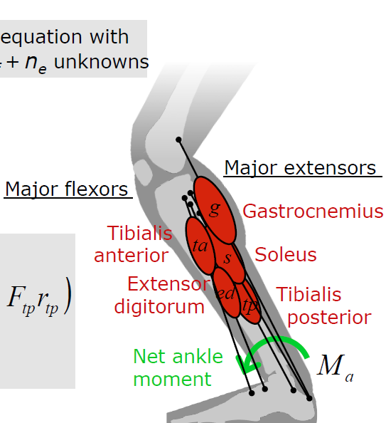 opensim使用生物力学仿真