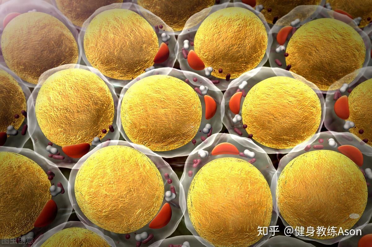 陪伴了你这么多年的脂肪，你是否真的了解它？