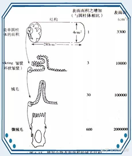 小肠是一个管状结构,有很多皱褶,皱壁上面有很多绒毛,绒毛上面有很多