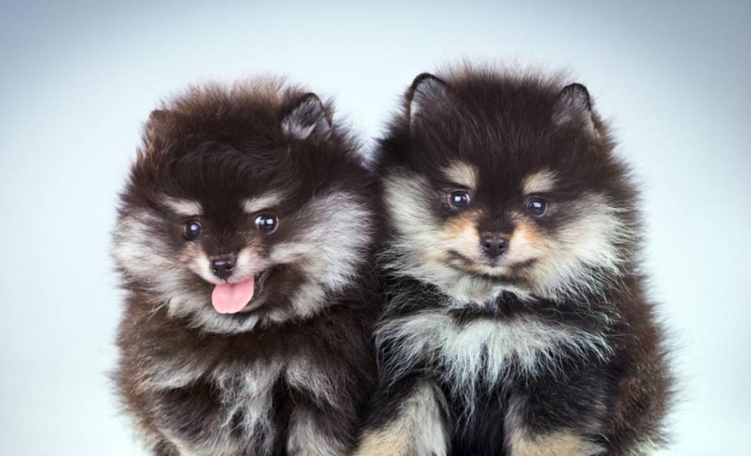 毛球型迷你犬博美真的炒鸡美腻