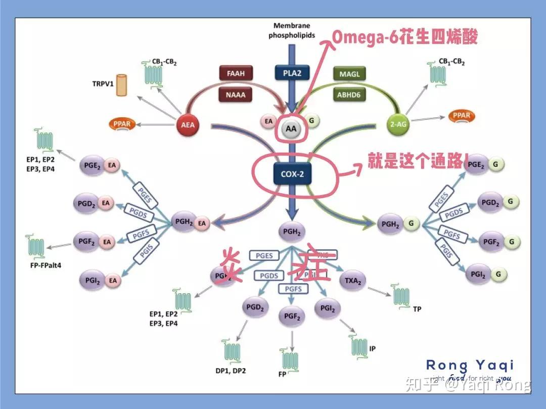 你不知道的慢病元凶之一——Omega-6脂肪酸 - 知乎