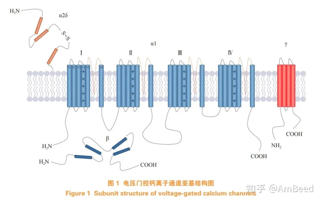 【AmBeed文献解读】颜宁团队在Channels发表综述:电压门控钙离子通道结构研究的前沿突破 - 知乎