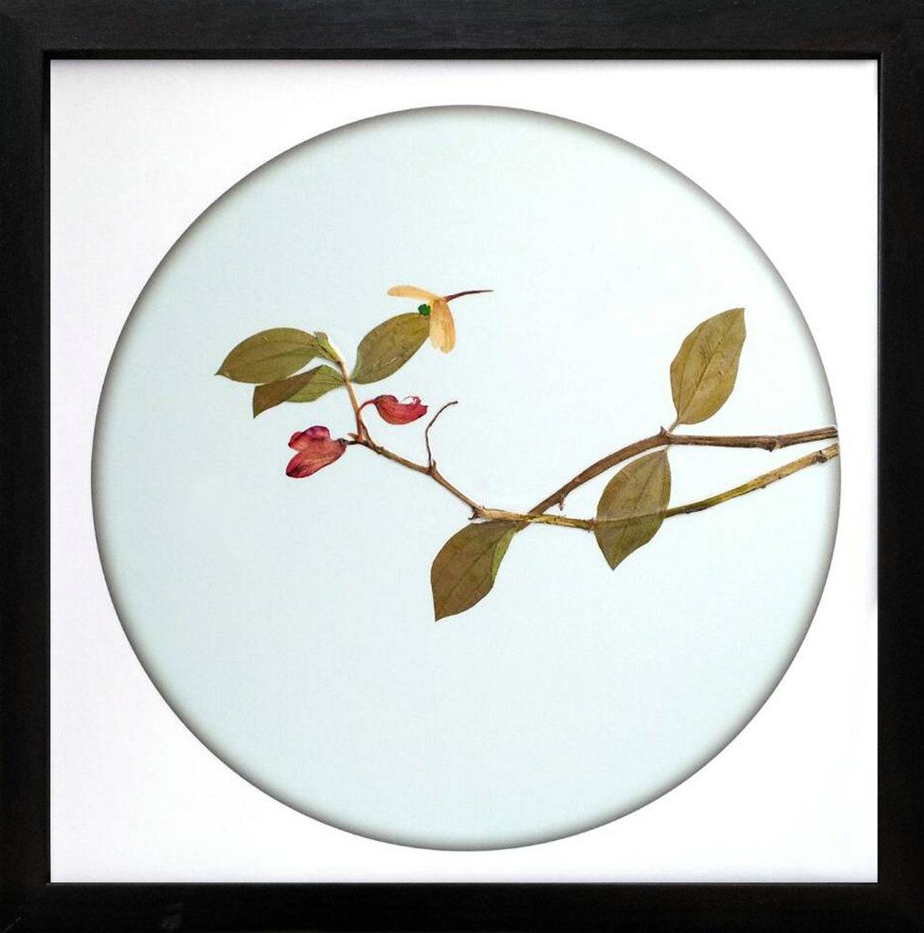 学做押花画,不分年龄性别! - 知乎