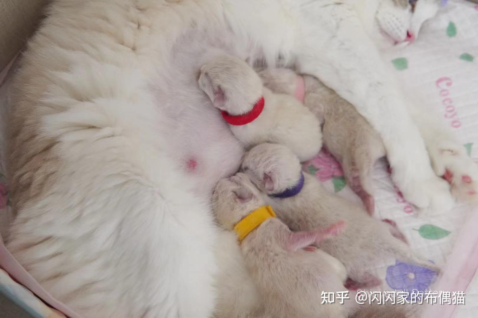 布偶猫幼猫06个月各阶段喂养最强攻略