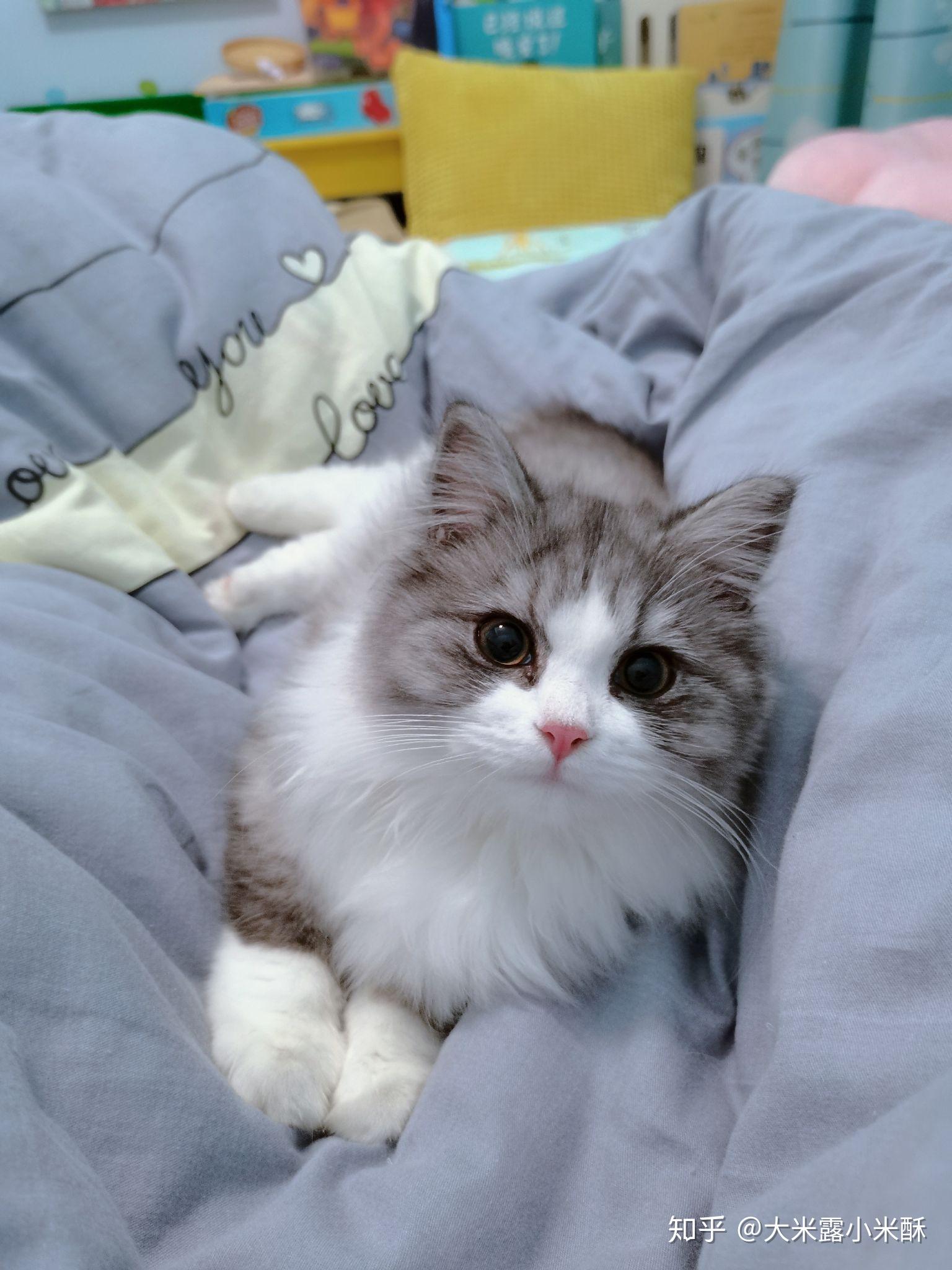 大伙有养英短串布偶的图嘛