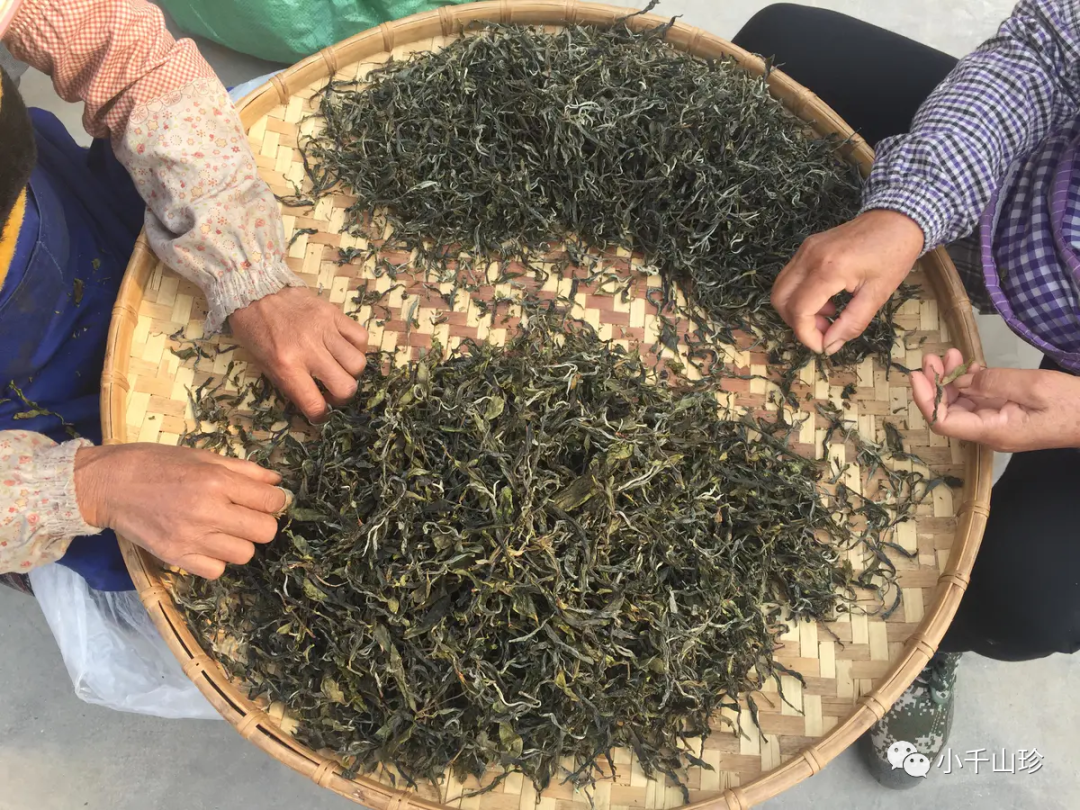 挑拣前后的茶叶对比去掉黄片等杂质的茶叶就是普洱毛茶了,按照国标的