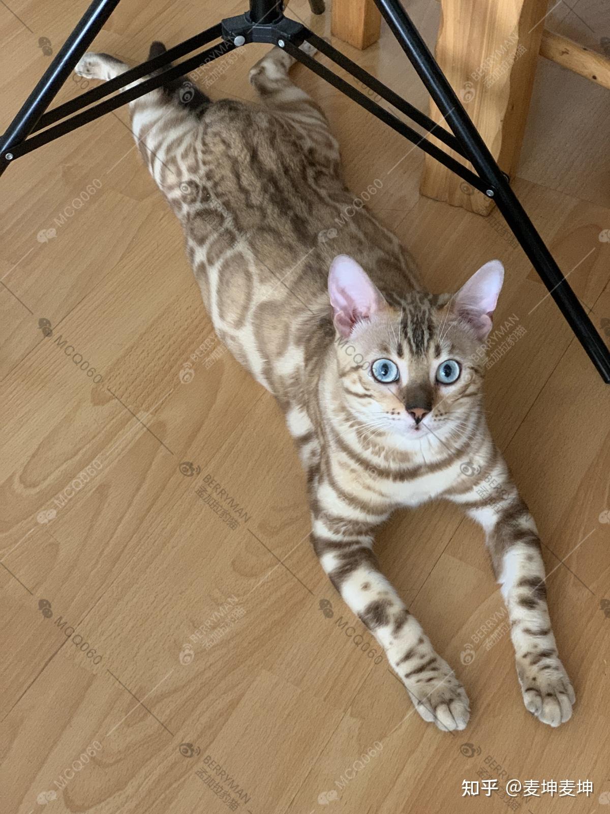 孟加拉豹猫各类花纹pattern超级详解