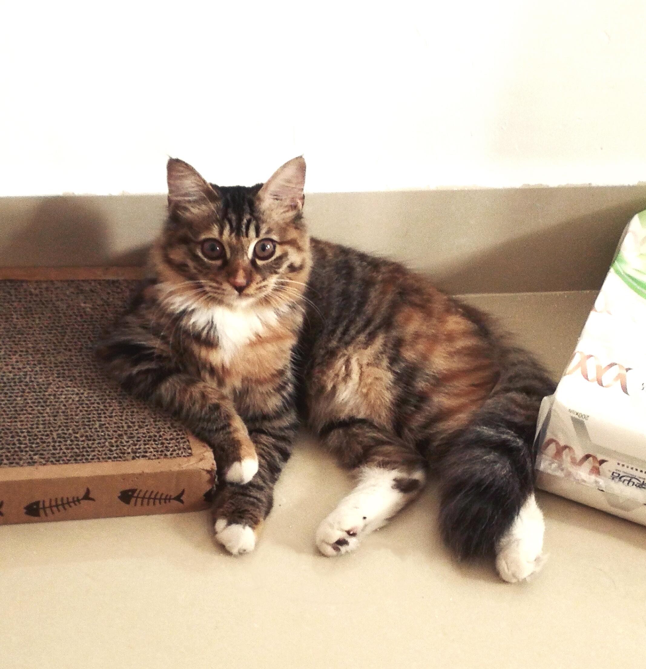 狸花猫聪明吗? - 知乎