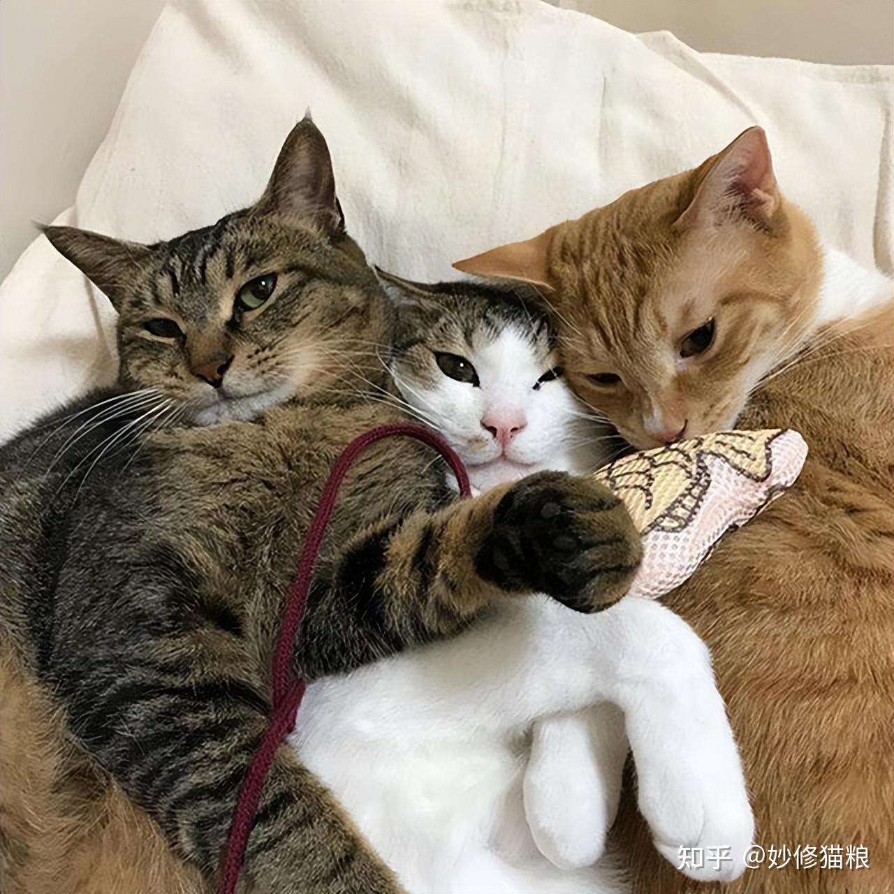 猫咪发情放任不管可以吗? - 知乎