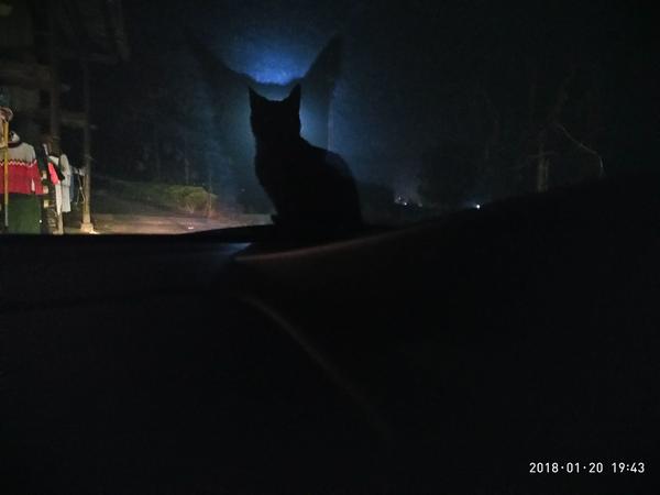 黑色的猫是不是格外淘气些 爱抓人咬人上蹿下跳 知乎