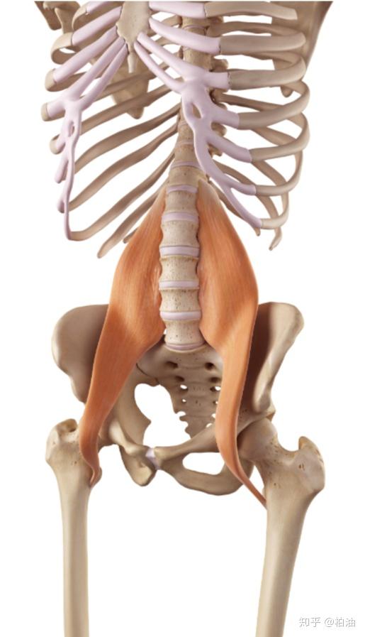 腰大肌断层解剖图片