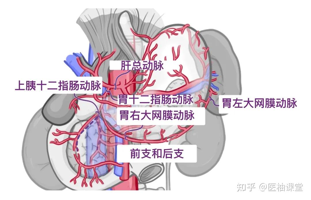 人体解剖学基础：消化道的血液供应 - 知乎