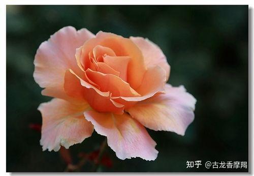 它是"花中劳模",好养易活,开花量较多,院子阳台皆可种 - 知乎