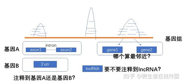 使用ChIPSeeker进行ChIP-seq， ATAC-seq，cut&tag等富集峰的基因组注释 - 知乎