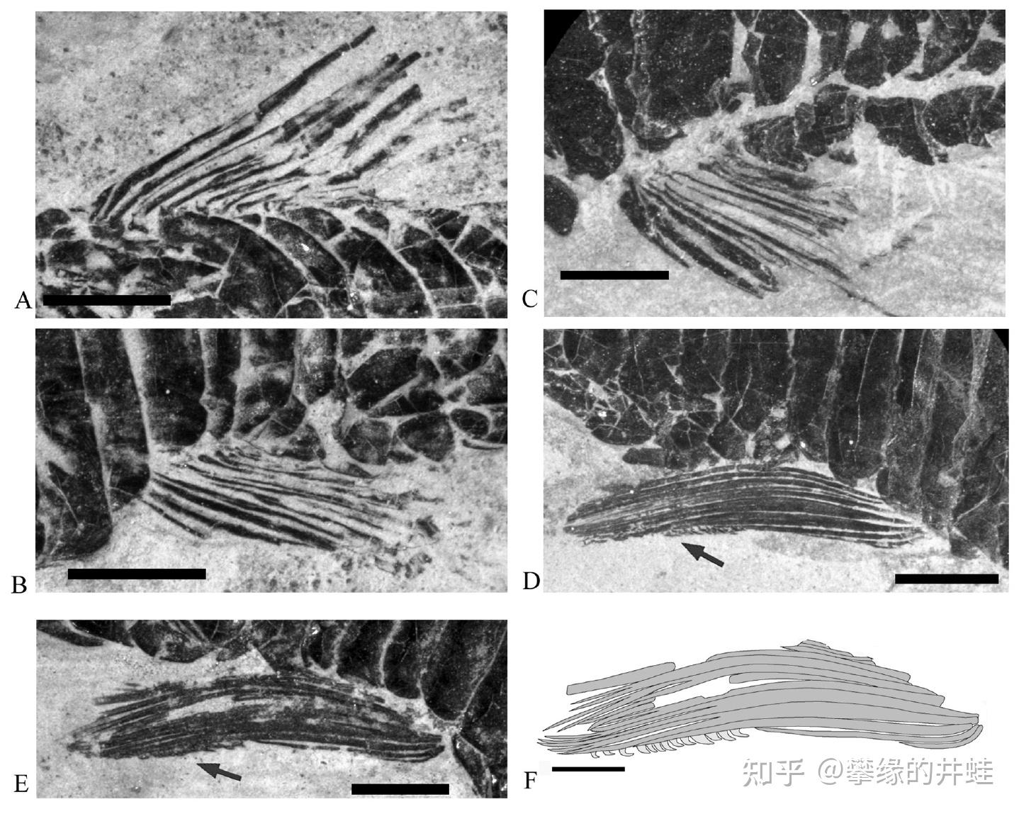第二百八十回 锦鳞记9:溟海飞出峥头角 - 知乎
