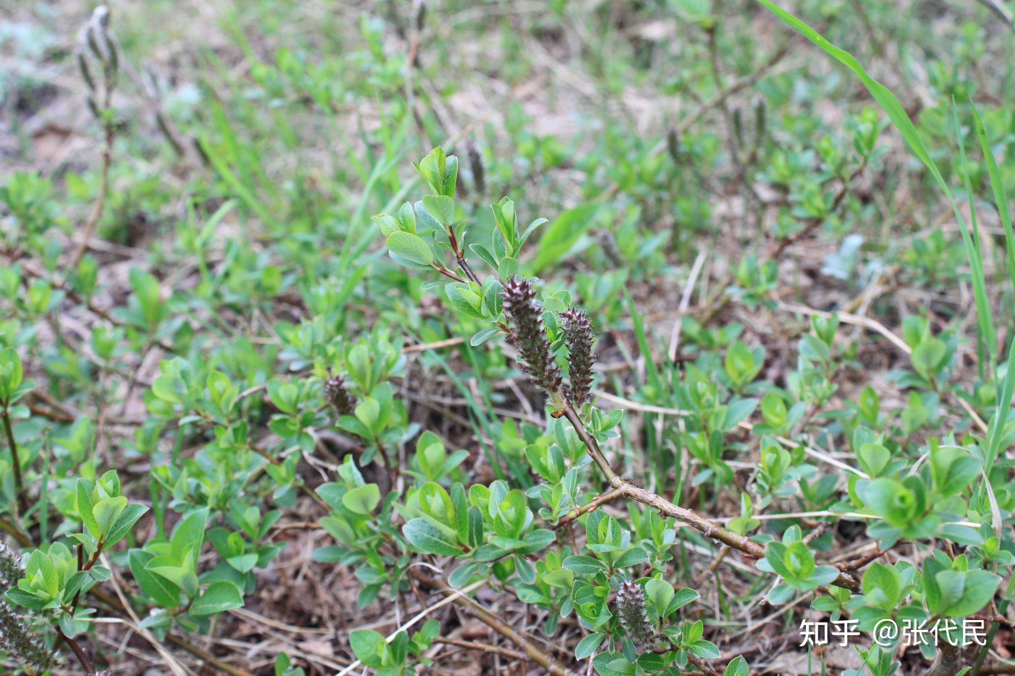 长白山高山带到底有多少种柳树 - 知乎