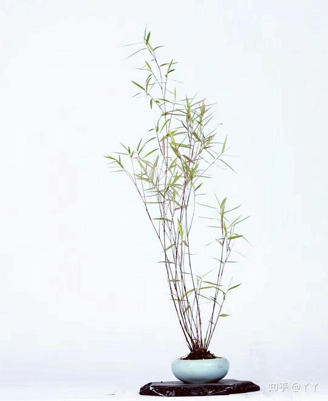 斑入风竹斑纹竹