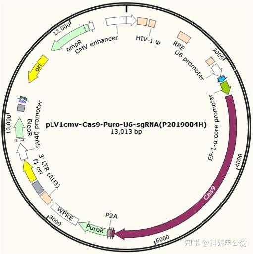 干扰/敲除/过表达慢病毒，你了解吗？ - 知乎