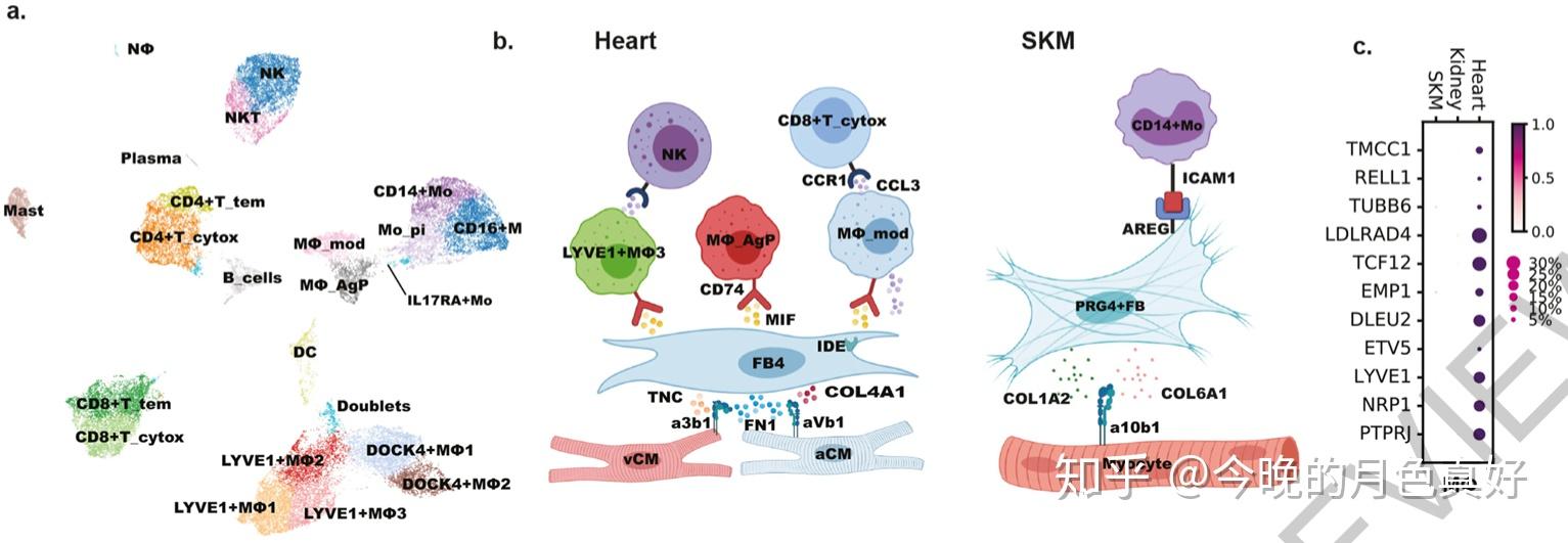 cardiac immune populations and cell-cell interactions文章主图