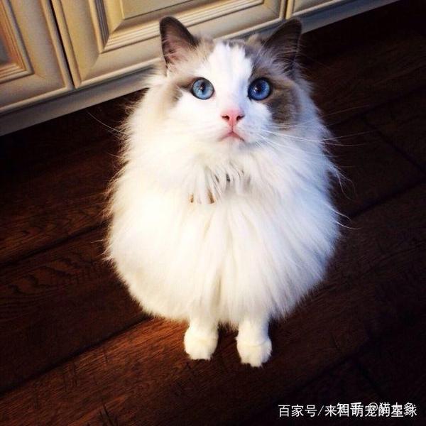 布偶猫价格多少钱一只（什么是布偶猫，布偶猫的介绍与价格）