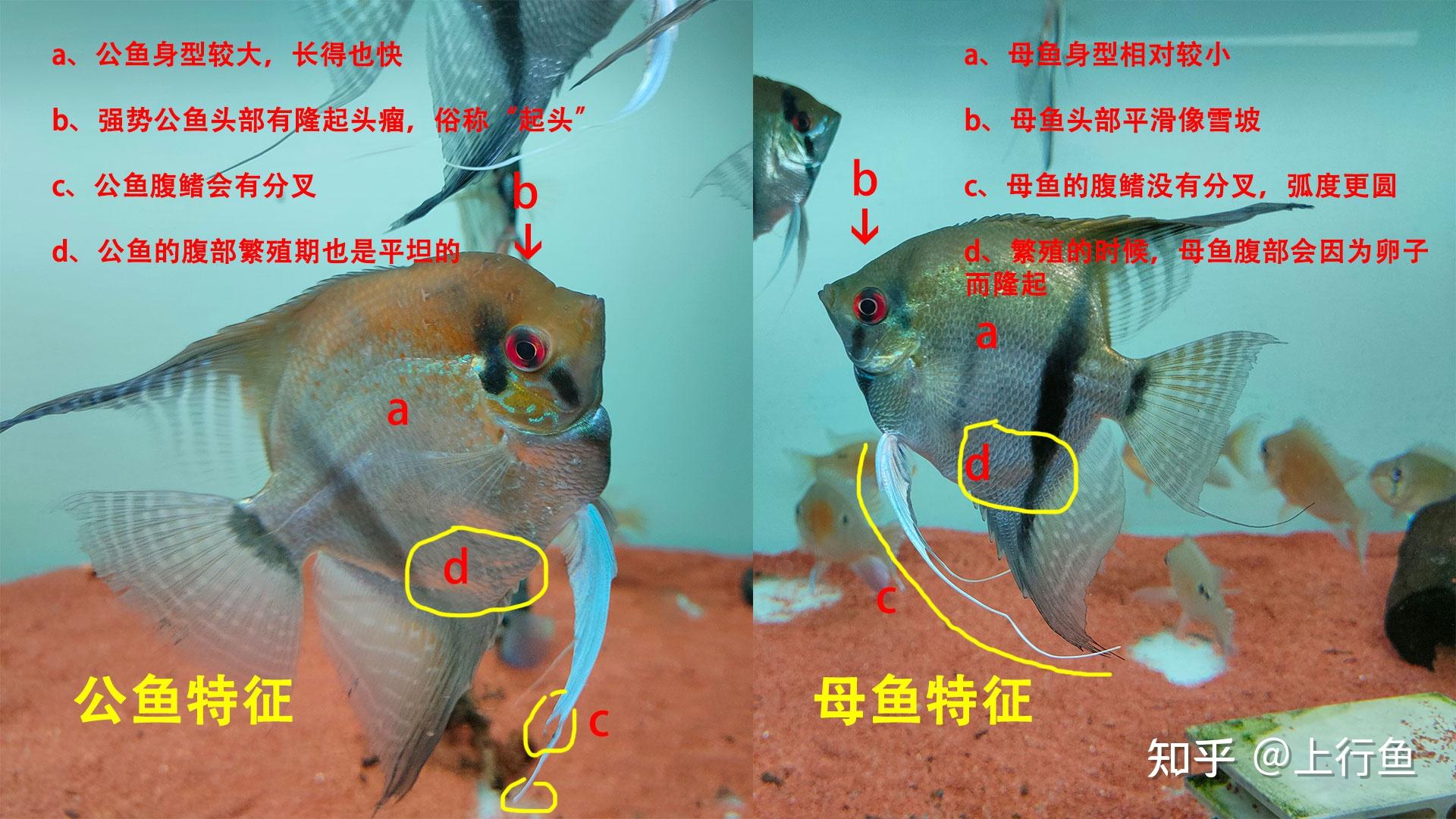 燕子鱼分辨公母图解图片