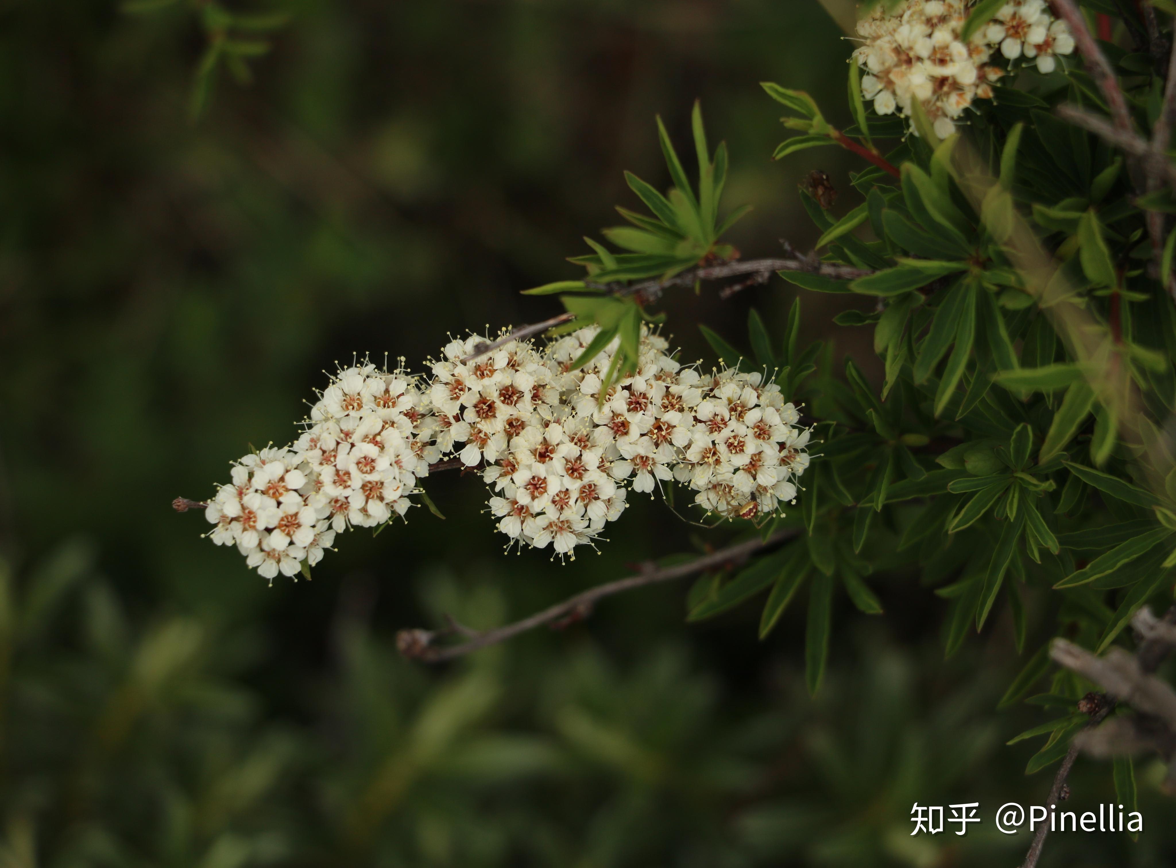 青藏秘境寻花之门源篇门源头塘村