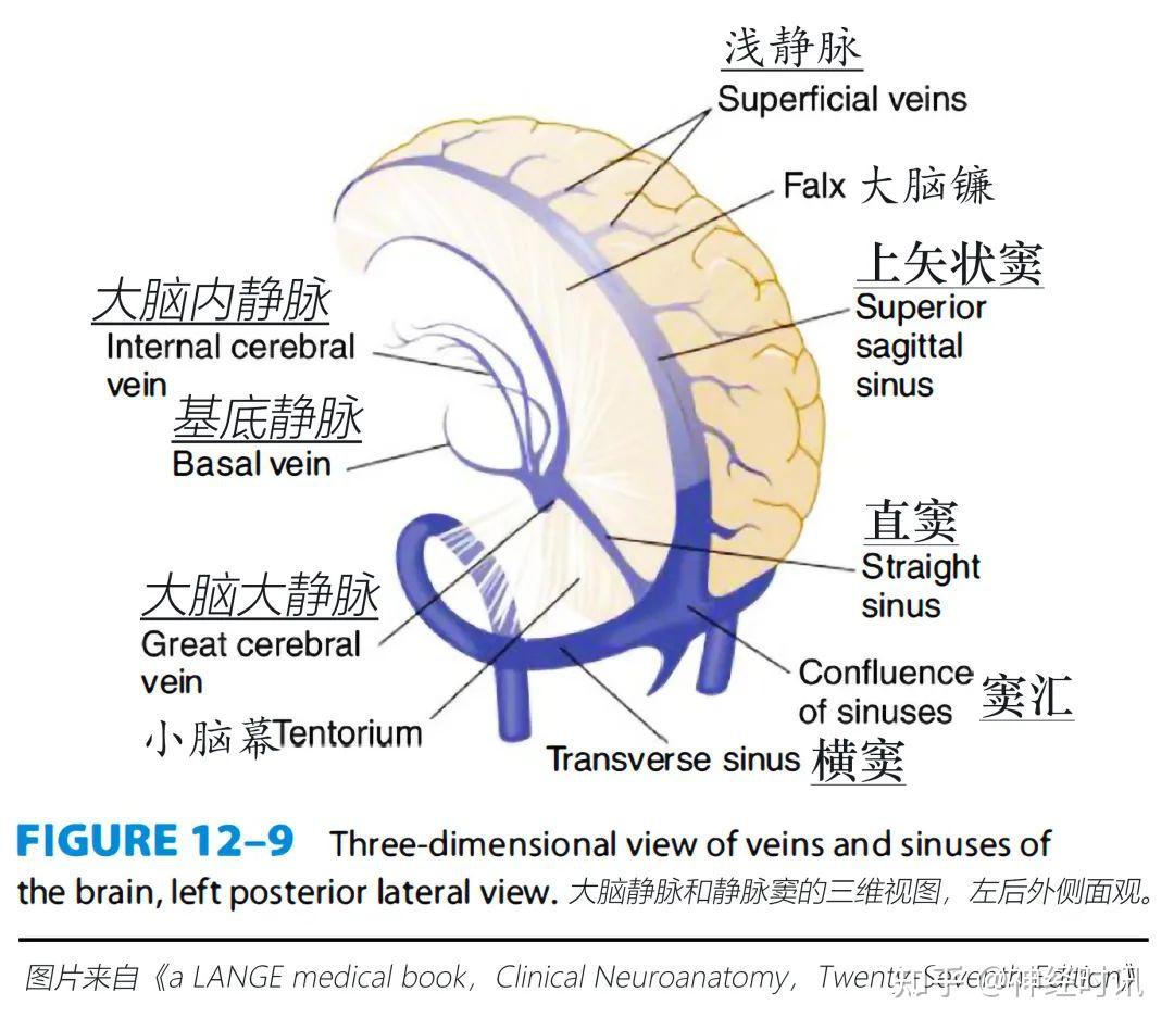 8张图掌握脑血管静脉系统解剖