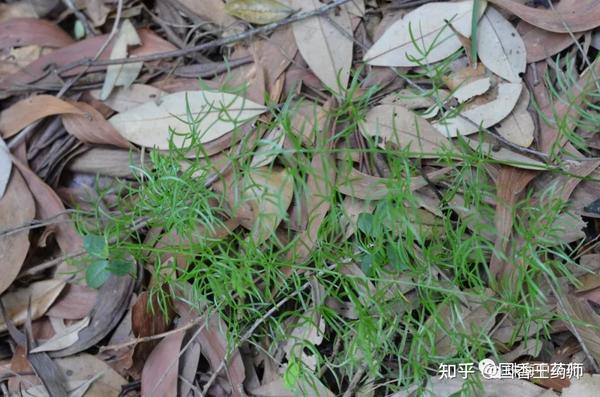 天门冬 | 珠海地产岭南中草药之二十三 - 知乎