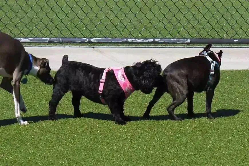 人类的腋毛有什么用? - 知乎