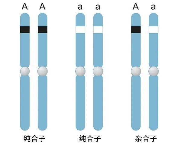 基因型与表型 - 知乎