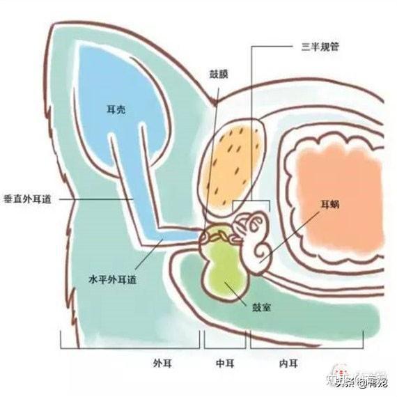 猫为什么更喜欢女生 这还要从猫咪的耳朵说起 知乎