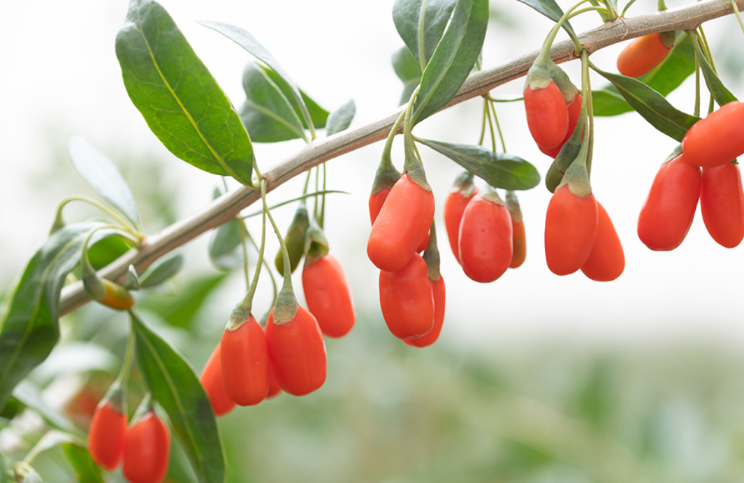 枸杞小知识 | 枸杞与黑枸杞的区别 - 知乎