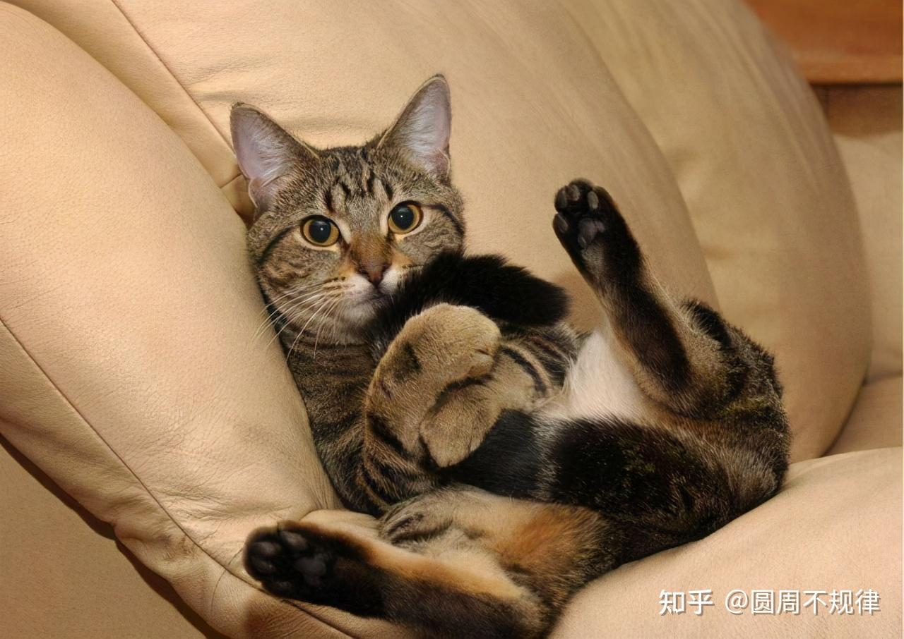 狸花猫的性格十分忠诚,它们一生只认一个主人,而且狸花猫善于捕鼠